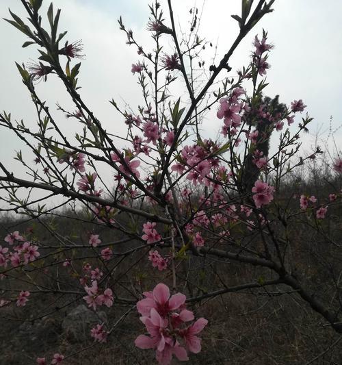 桃花花语（桃花花语的启示与传承）