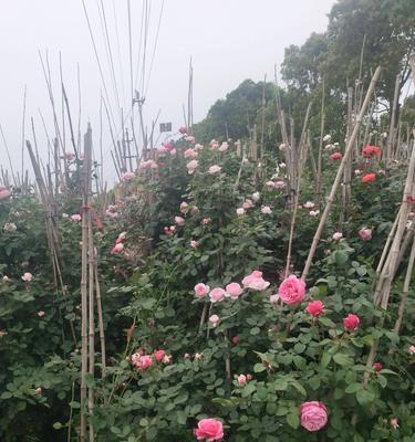 藤本月季（探寻藤本月季的花语和生命力）