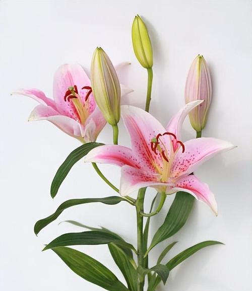 梯伯百合花语（透视梯伯百合的深刻内涵）