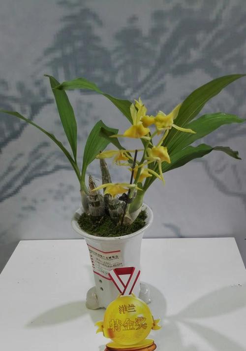 夏兰花语（以夏兰花为载体）