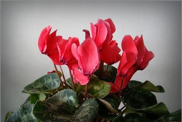 以仙客来花的花语——美丽的语言，绚烂的情感（赏花之旅）