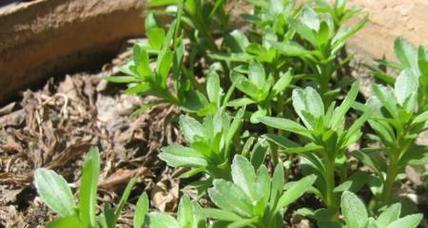 费菜种植全攻略（时间、育苗、施肥、病虫害防治）