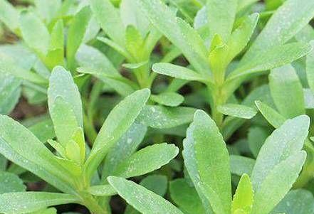 费菜种植全攻略（时间、育苗、施肥、病虫害防治）