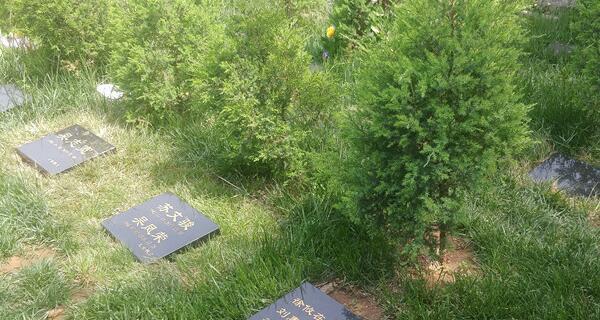 适合种植的坟地树种及注意事项（为逝者选择合适的树种）