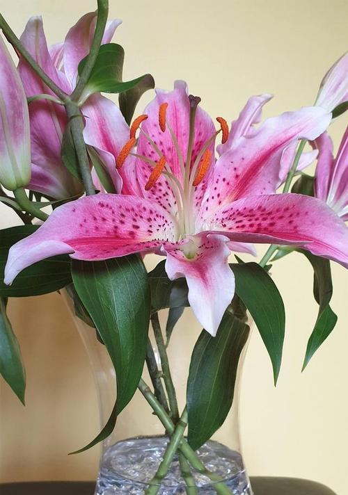 粉色百合的花语及意义（探究花色与花语的玄妙之处）