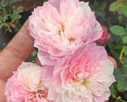 花开粉色时，你是否被震撼（探究粉色花卉之美）