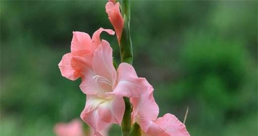 粉色剑兰，花语与寓意（探寻剑兰的花语与寓意）