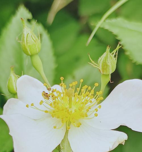 粉团蔷薇的花期和开花次数（了解粉团蔷薇开花的时间和频率）