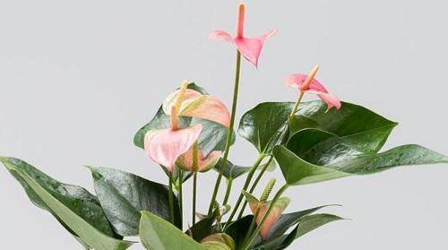 粉掌的花期特点及观赏技巧（了解粉掌的花期）