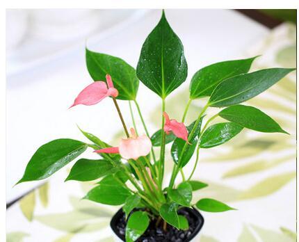 粉掌的花期特点及观赏技巧（了解粉掌的花期）