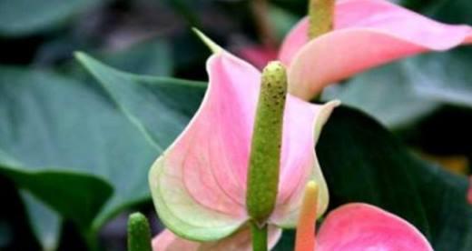 粉掌花语的含义（揭秘粉掌花语的背后故事）