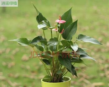 粉掌水培还是土培好（哪种生长方式适合你的多肉植物）