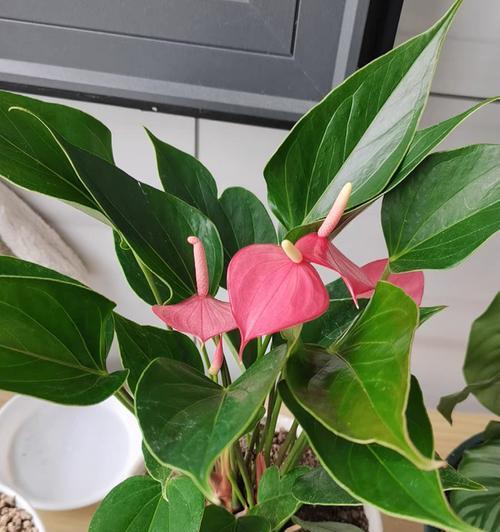 解决粉掌叶子发黑的方法（让您的植物焕然一新）