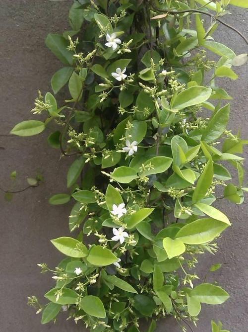 风车茉莉掉叶子怎么办（从根源解决）