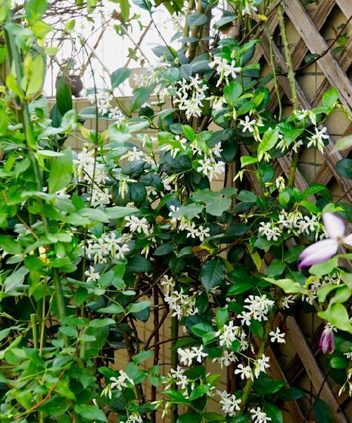 种植风车茉莉，打造优美花园（院子里的美丽“小太阳”）