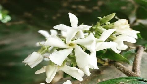 风车茉莉是喜阳还是喜阴（探究风车茉莉的光照需求及生长习性）