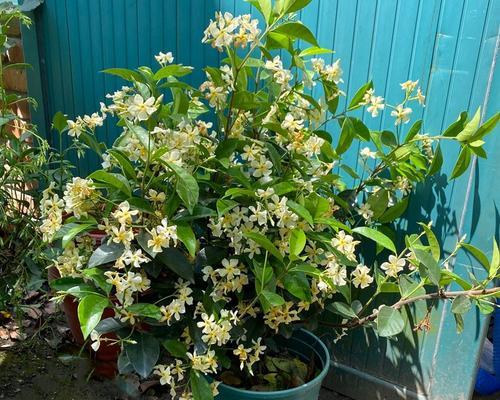 风车茉莉的开花特性（探究风车茉莉一年开几次花及其原因）
