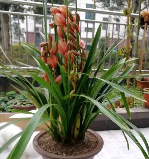 风兰上盆方法与步骤（打造健康茂盛的风兰植株）