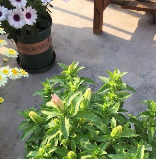 风铃草的生长环境探秘（解析风铃草的喜阳与喜阴之谜）