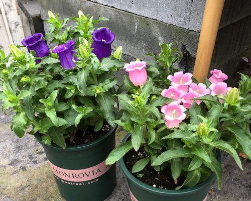 盆栽风铃花的养殖方法（风铃花好养吗）