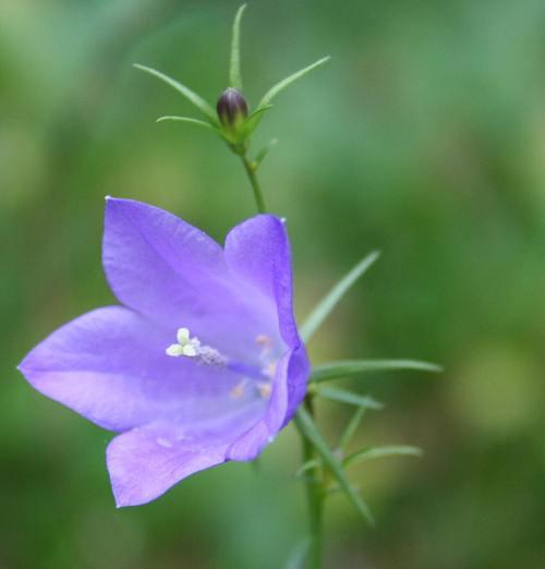 风铃花的寿命与养护（探究风铃花的生命之谜）