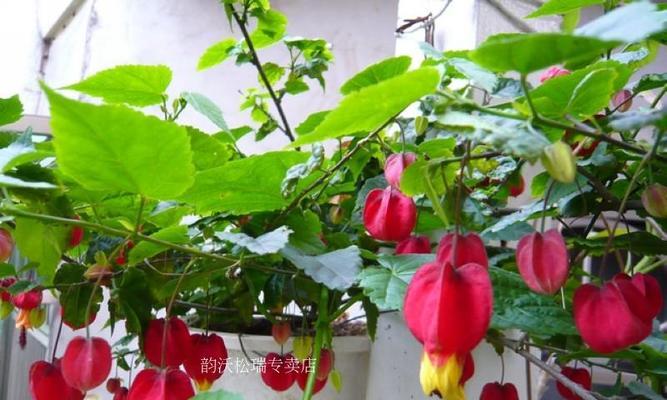 梦露风铃花是多年生吗（探索梦露风铃花的生长环境）