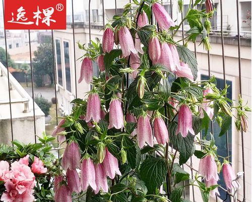 梦露风铃花是多年生吗（探索梦露风铃花的生长环境）