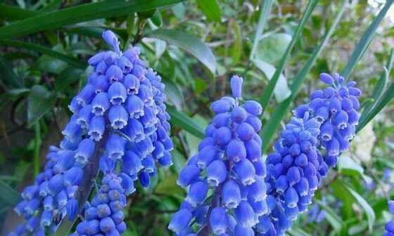 风仙子花的神奇功效（解析风仙子花的药用价值及其应用领域）