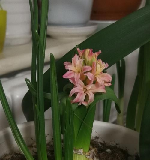 风信子地栽(解读风信子种植技巧与花期管理)