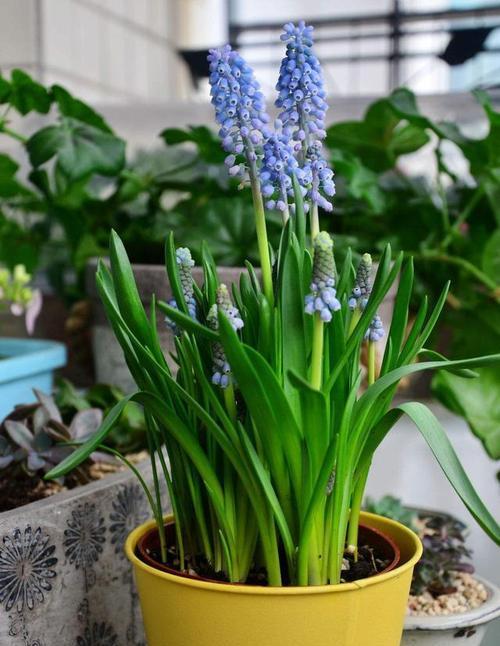 风信子地栽（解读风信子种植技巧与花期管理）