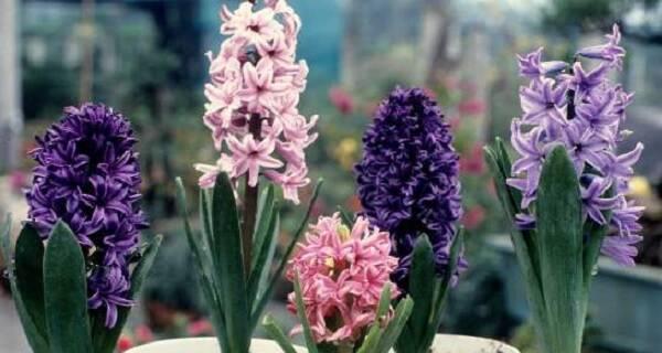风信子花期全指南（掌握春季最美花开时间）