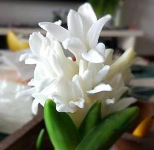 风信子花期全指南（掌握春季最美花开时间）