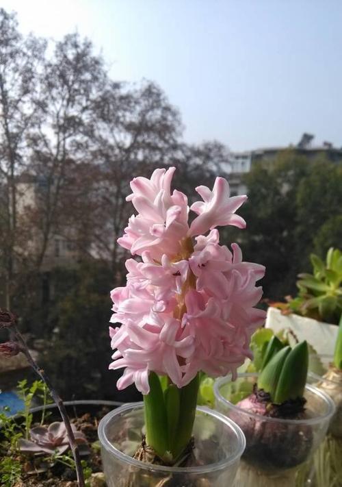 风信子开花全过程揭秘（从花苞到绽放）