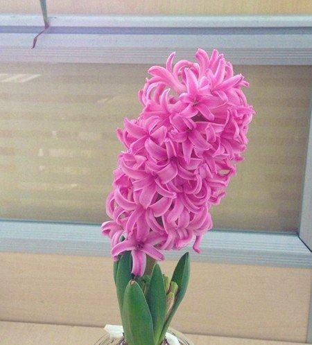 风信子花开完后的护理方法（掌握这些方法）