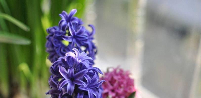 风信子的花期与凋谢时间（春季的瑰丽风情）