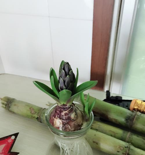 风信子的适宜生长温度（掌握正确的温度）