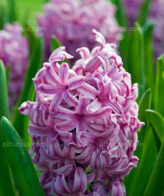 风信子——盛放春天的花朵（一朵独秀的优雅之花）