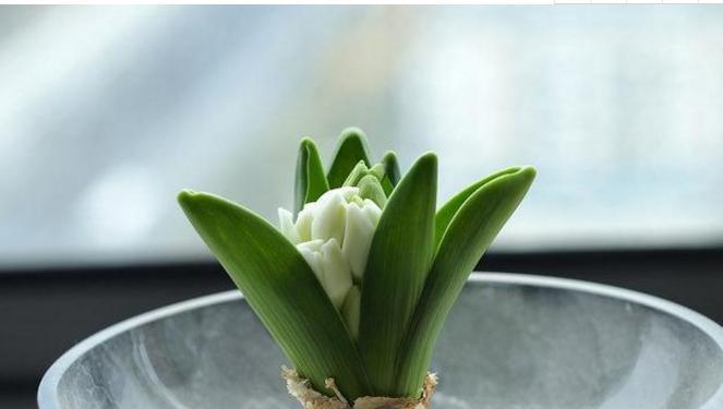 风信子——盛放春天的花朵（一朵独秀的优雅之花）