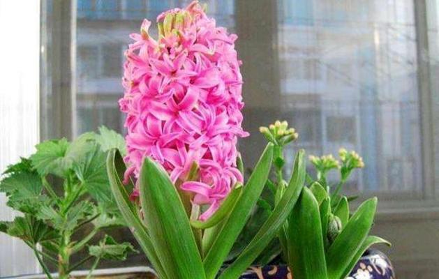 如何种植风信子（栽种时间和方法详解）