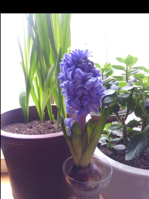风信子的养殖与开花（如何让风信子开出美丽的花朵）