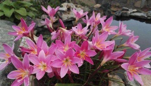 风雨兰种植全过程详解（从种子到开花）