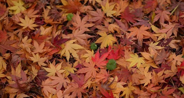 枫树的生长周期（了解枫树的生长周期）