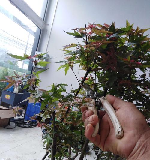 枫树换盆后多久浇水一次（枫树换盆后的浇水频率与注意事项）