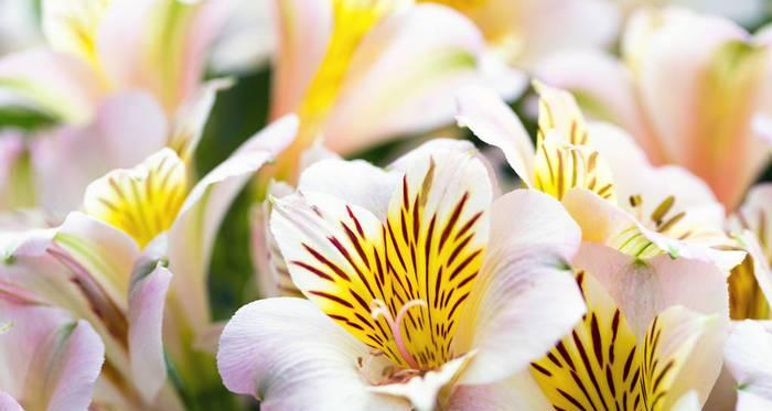 秘鲁百合花（秘鲁百合花的美丽与花语）