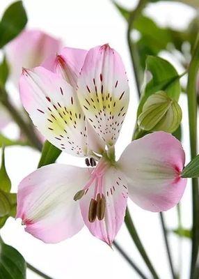 秘鲁百合花（秘鲁百合花的美丽与花语）
