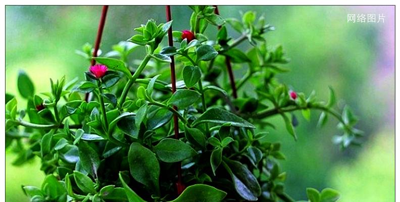 牡丹吊兰花语之美（品味牡丹吊兰的独特花语）