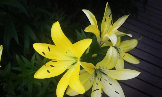 木本百合花的寓意与象征意义（深入解读木本百合的花语与文化内涵）