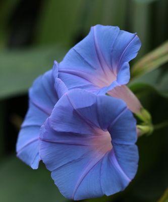 以牵牛花象征不同人的故事（牵牛花的美丽与多样性）