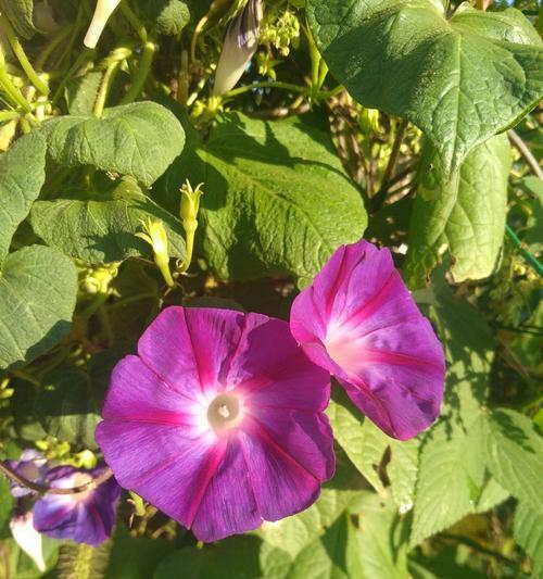 牵牛花（探索牵牛花的浪漫与寓意）