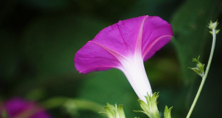 牵牛花（探索牵牛花的浪漫与寓意）